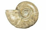 Polished Ammonite (Argonauticeras) Fossil - Madagascar #252789-1